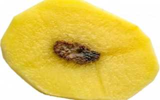 Почему на картофеле пятна: меры борьбы с железистой пятнистостью и другими заболеваниями