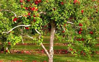 Как избавиться от тли на деревьях, кустарниках, цветах