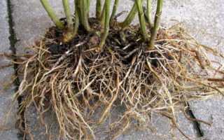 Размножение флоксов в домашних условиях — черенками, семенами, отводками, делением куста