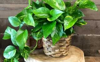 Эпипремнум: виды растения, размножение и уход в домашних условиях