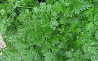 Шеффлера — растение-зонтик