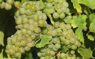 Сорт винограда рислинг описание