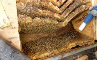 Как это работает. Как собирают дикий мёд в Непале и в России