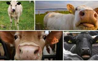 Кровохарканье (Гемоптизис)