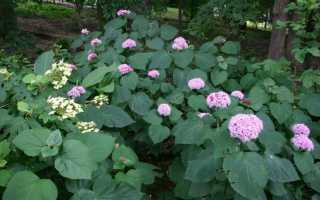 Цветок клеродендрум, уход, обрезка, виды и фото