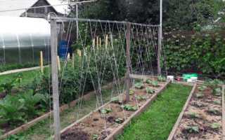 Сорт огурцов — гибрид Адам F1: описание сорта, фото, отзывы