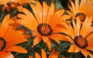 Диморфотека посадка и уход в открытом грунте полив размножение