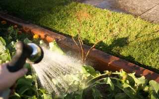 Виноград Кишмиш Аксайский: что нужно знать о нем, описание сорта, отзывы