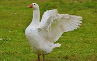 Губернаторские гуси описание породы фото отзывы плодородье