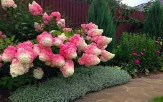 Метельчатая гортензия Пинки Винки: фото и описание сорта, секреты выращивания