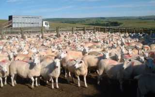 Отара — это что? Лексическое значение слова. Содержание и формирование отары