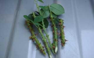 Как посадить розу из подаренного букета: способы, советы. Как укоренить срезанную розу из букета в воде, картошке, пакете, горшке, под банкой, пластиковой бутылкой в домашних условиях: инструкция