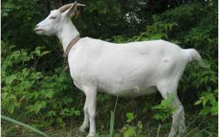 Живая коза: сколько стоит и параметры выбора