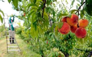 Особенности выращивания и ухода за сортом персика Кремлёвский