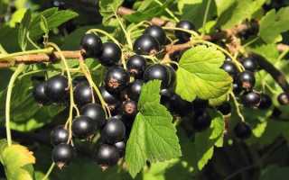 Смородина Голубка: описание сорта и характеристики, посадка и уход с фото