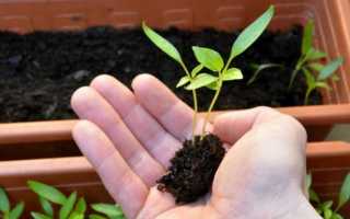 Когда пикировать перец в 2020 году: благоприятные дни