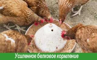 Что давать курам при линьке