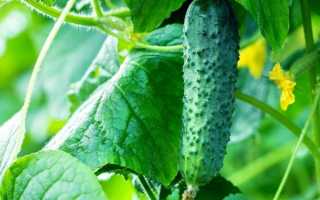 Огурцы Гармонист f1 – проверенный сорт для каждого дачного участка