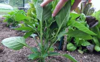 Формирование перца: как правильно пасынковать и прищипывать кусты