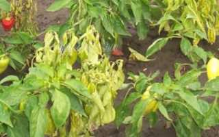 Болезни рассады сладкого перца в картинках: фото листьев, меры борьбы, лечение