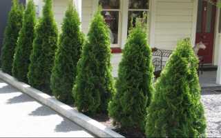 Как пересадить взрослую тую в другое место