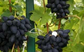 Сорт винограда Викинг: характеристика, секреты выращивания