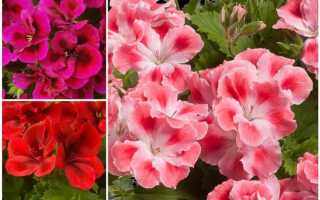 Необычайно красивая королевская пеларгония — описание, фото, особенности выращивания и ухода в домашних условиях