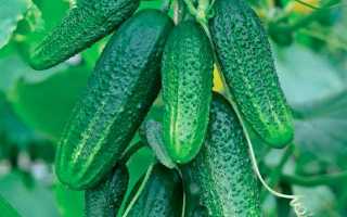 Описание огурцов сорта Эстафета, их выращивание и урожайность