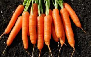 Сладкий, нежный сорт моркови Алтайская лакомка