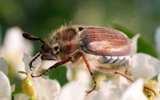 Тайная жизнь. Куда деваются, чем опасны и полезны майские жуки