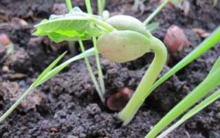 Стручковая фасоль: посадка и уход в открытом грунте