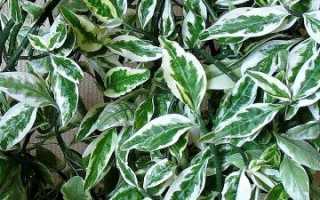 Педилантус: как ухаживать, пересадка, обрезка, полив, отзывы, виды