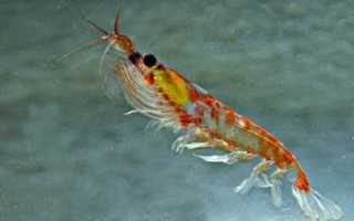 Криль — что это такое, польза и вкусные блюда с моллюсками