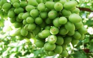 Описание винограда сорта Гурман — технология выращивания