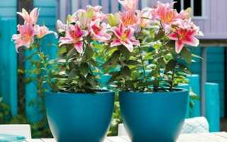 Домашняя лилия в горшке: как ухаживать и выращивание весной из семян