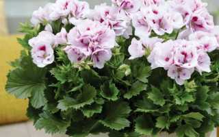 Выращивание пеларгонии (герани) из семян: когда и как правильно сажать, как вырастить рассаду