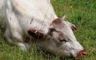 Отравление животных поваренной солью