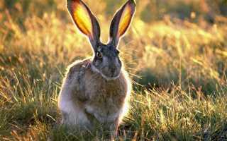 Как приготовить зайца в духовке: рецепты в фольге или рукаве