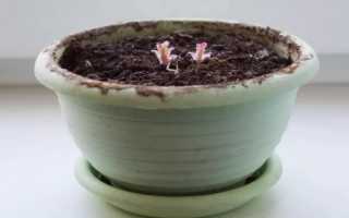 Как пересадить глоксинию — пошаговая инструкция в домашних условиях