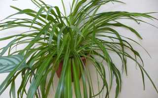 Хлорофитум (65 фото): виды и правильный уход