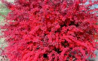 Барбарис обыкновенный: описание, посадка и уход, фото