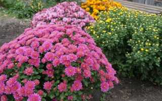 Многолетние хризантемы – сорта, фото