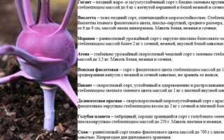 Как правильно выращивать капусту кольраби в открытом грунте без химии