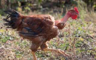 Породы кур (147 фото)