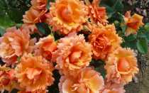 Что такое розы шрабы и как их выращивать?