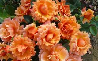 Что такое розы шрабы и как их выращивать?