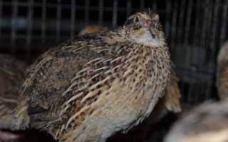 Как осуществляется забой перепелов?