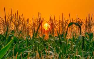 Можно ли вареную кукурузу худеющим. Польза и вред кукурузы при диете