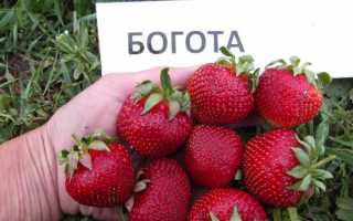 Клубника сорта Богота: роскошное очарование вашего стола