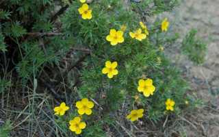 Узнайте как посадить и ухаживать за курильским чаем